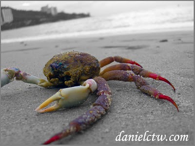 Crab at Beach