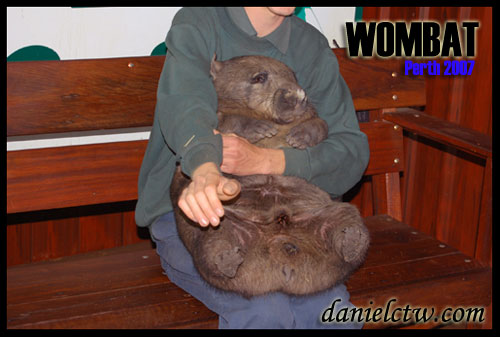 Carrying a Wombat