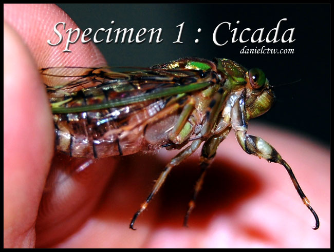 Cicada Weird