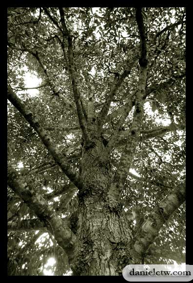 Durian Tree