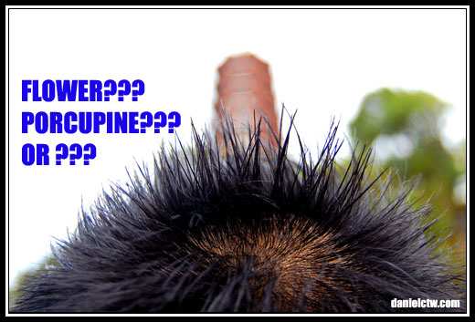 Black Blob Porcupine