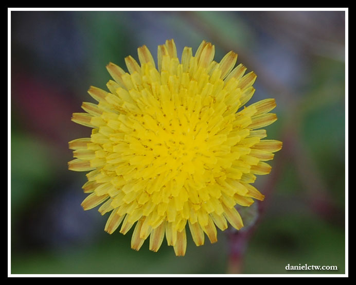 Bright Yellow Flower