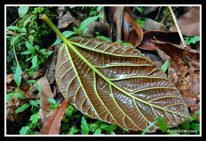 Lonely Leaf