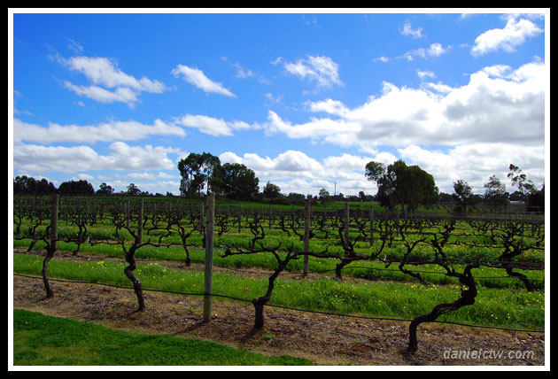 Twisted Vineyard VineYard Twist