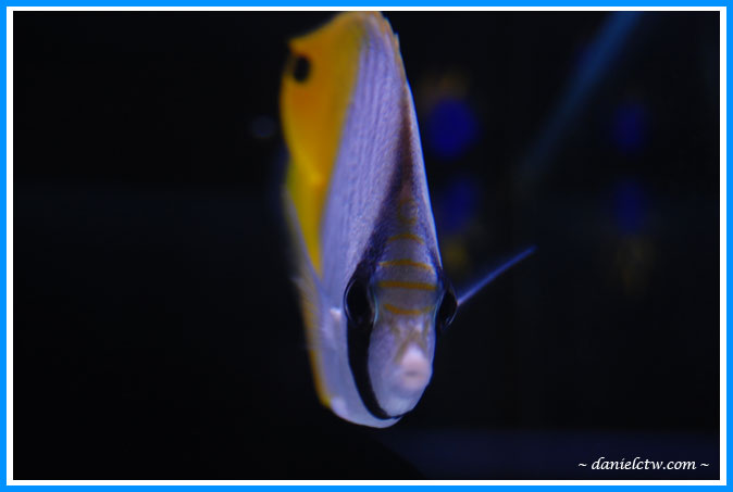 Angelfish