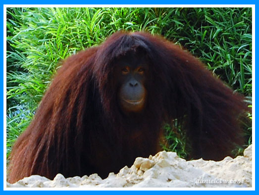 Orang Utan