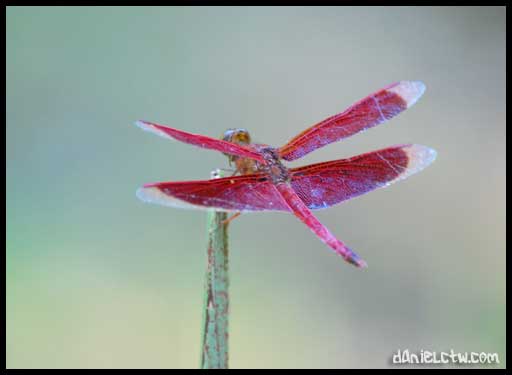 Red DragonFly Red DragonFly