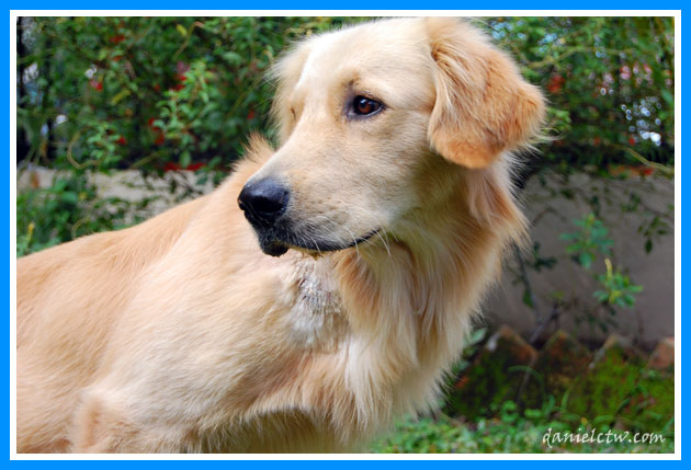 Golden Retriever Golden Retriever