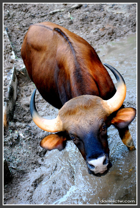 The Bull