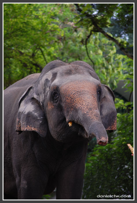 Elephant Trunk Elephant Trunk