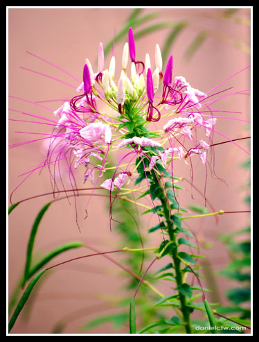 Pointed Flower