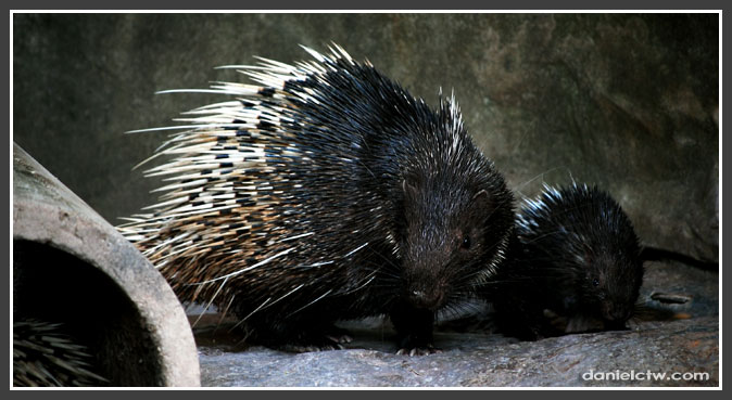 Porcupine and baby porcupine Porcupine and baby porcupine