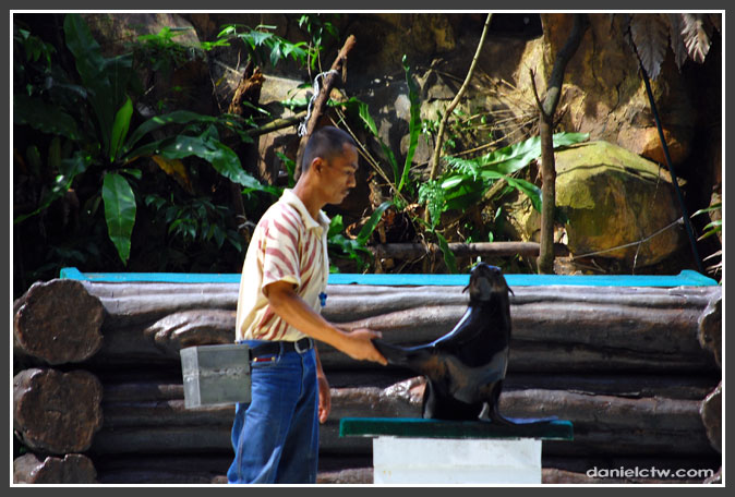 Sea Lion Shakes