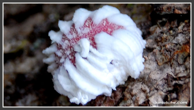 Weird White Stuffs