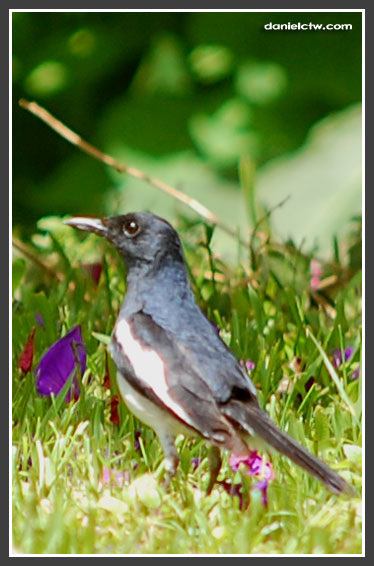 Cameron Bird Cameron Bird