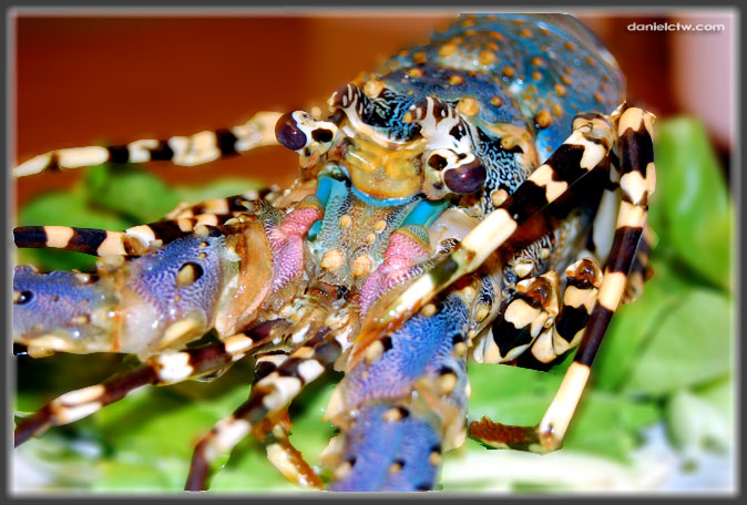 Colorful Lobster