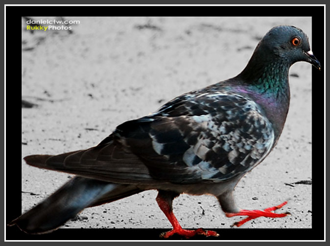 Pigeon At The Beach