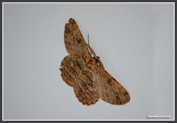 Weird Moth on Wall Weird Moth on Wall
