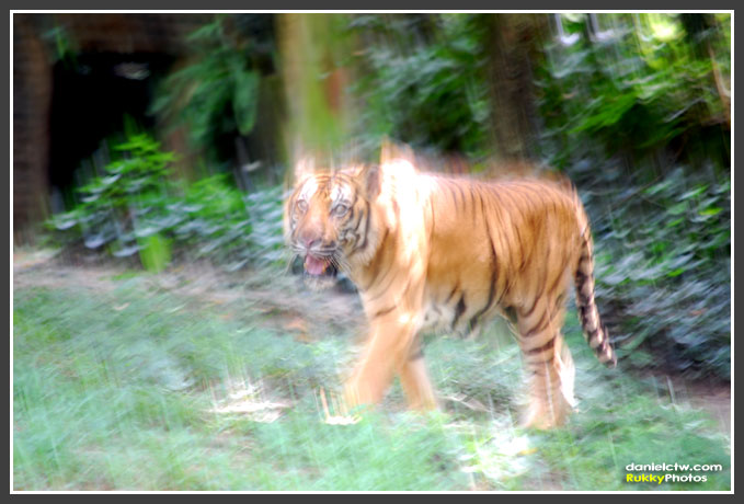 Wild Tiger Wild Tiger