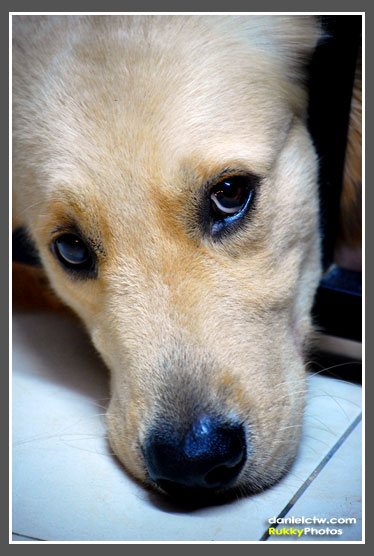 Sad Face Golden Retriever Sad Face Golden Retriever