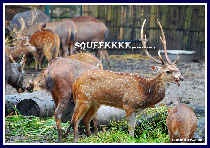 Squeeky Deer