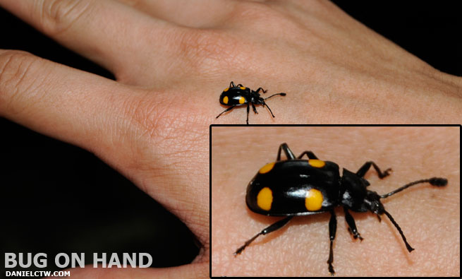 Bug On DanielCtw's Hand Bug On DanielCtw's Hand