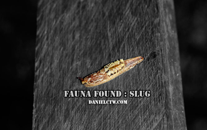 Slug Found Moving Slug Found Moving