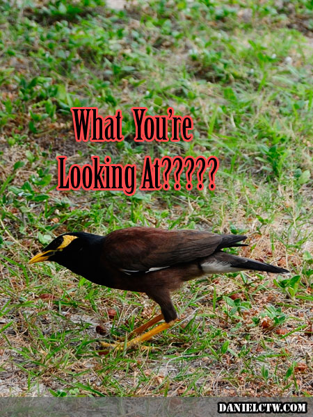 Angry Annoyed Mynah