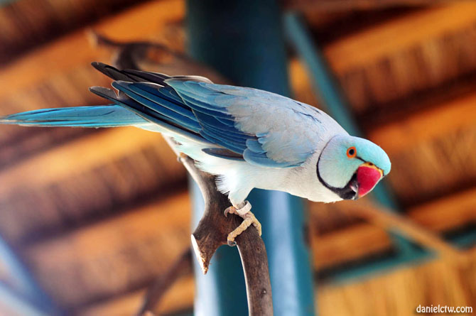 Blue Parakeet