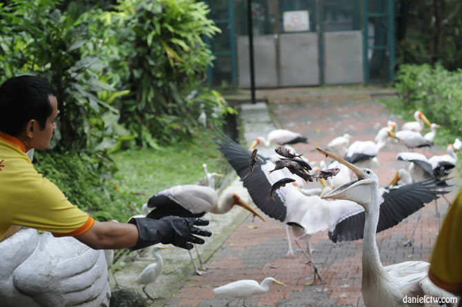 Feeding Fish to Pelican