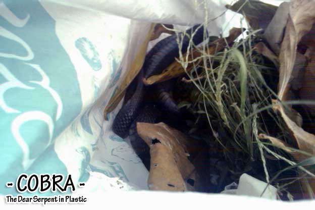 Dead Spitting Cobra in Plastic