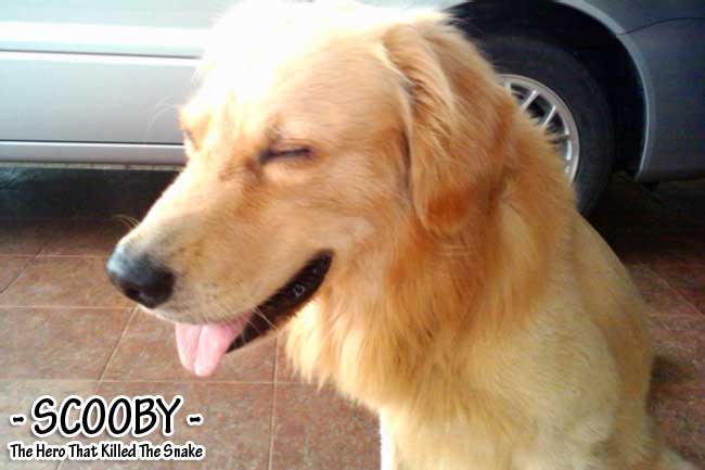 Scooby Golden Retriever Snake Killer Hero