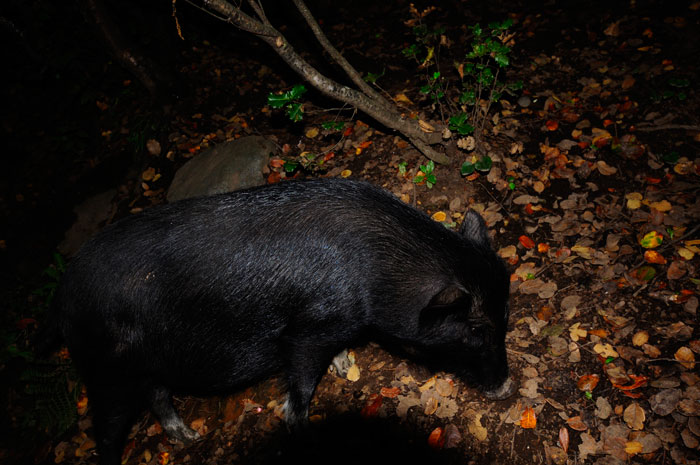 Black Pig Black Pig