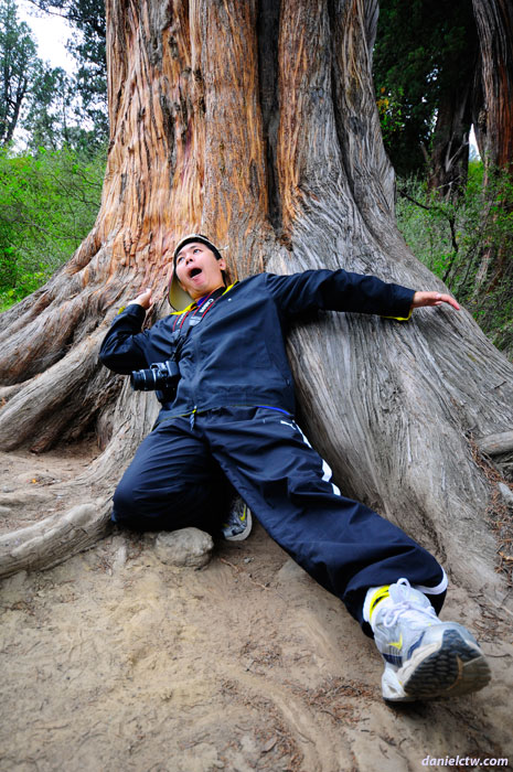 Kenny Overwhelmed by Cypress Tree Kenny Overwhelmed by Cypress Tree