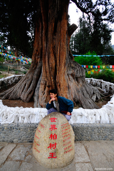 The Weird One and the 2600 Year Old Tree The Weird One and the 2600 Year Old Tree