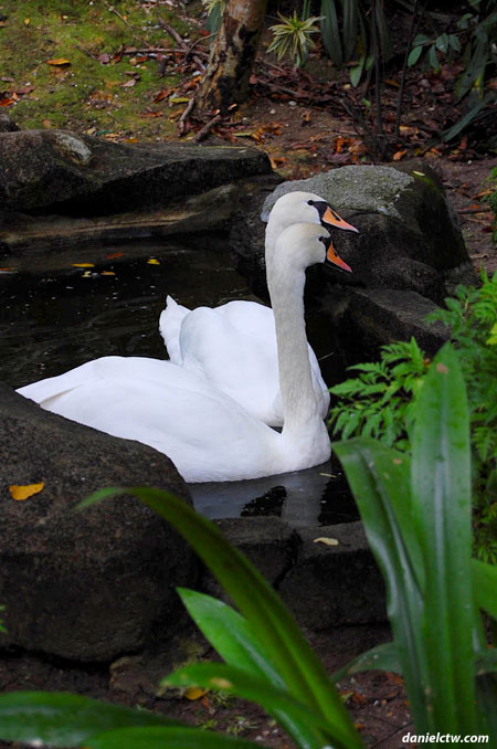 2 Swans 2 Swans