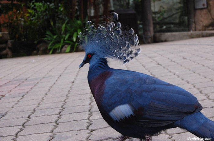 Blue Peacock Blue Peacock