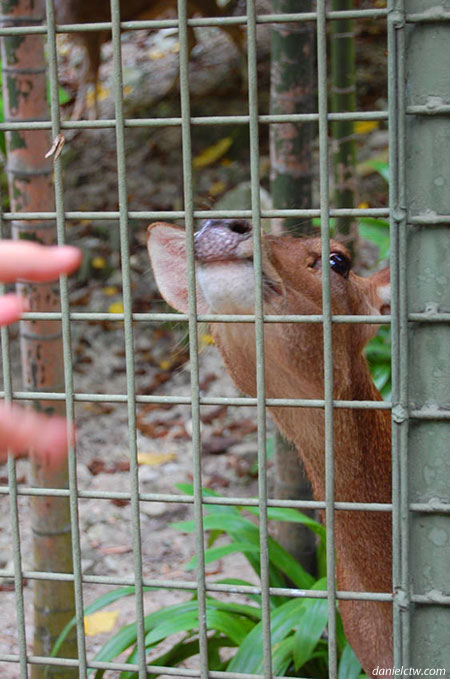 Deer Behind Cage Deer Behind Cage
