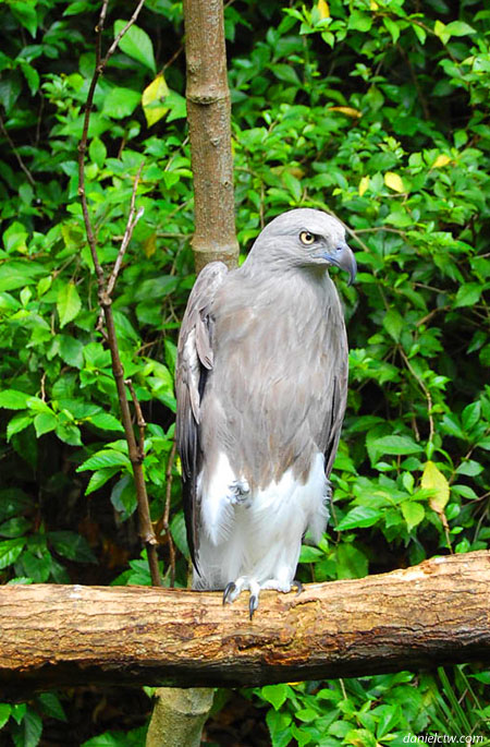 Eagle Face Eagle Face