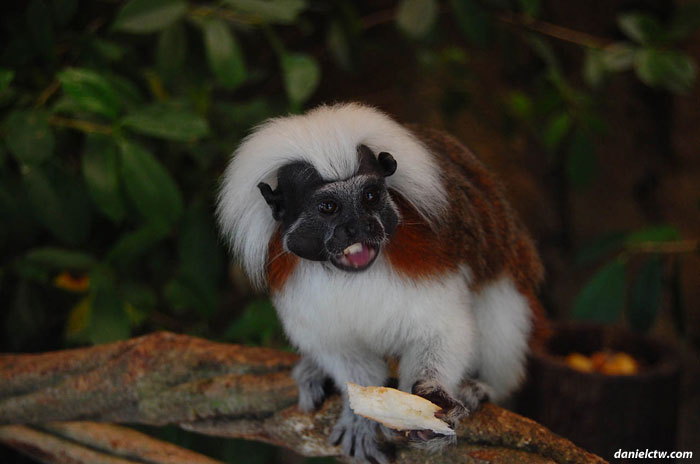 Ewoks Ewoks