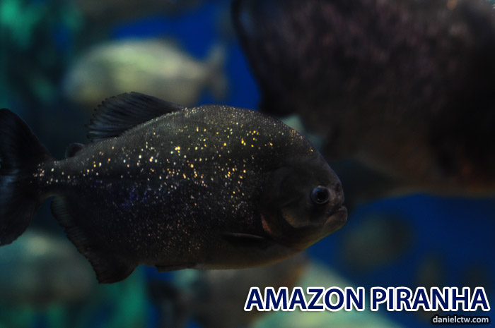 Amazon Piranha Amazon Piranha