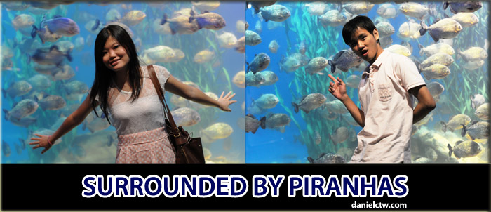 Couple Photo Piranhas Couple Photo Piranhas
