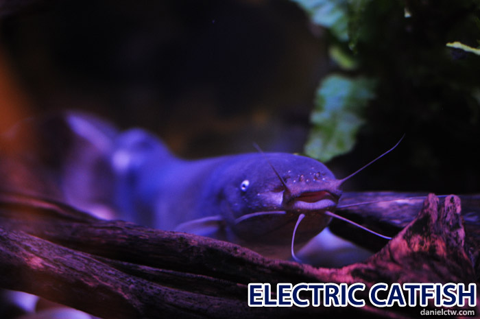 Electric Catfish Electric Catfish