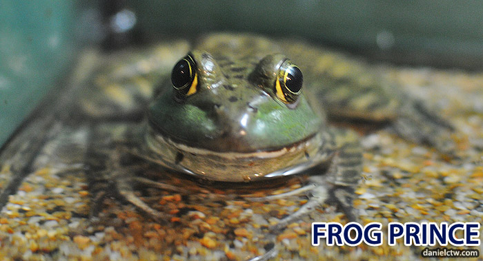 Frog Prince Staring Frog Prince Staring