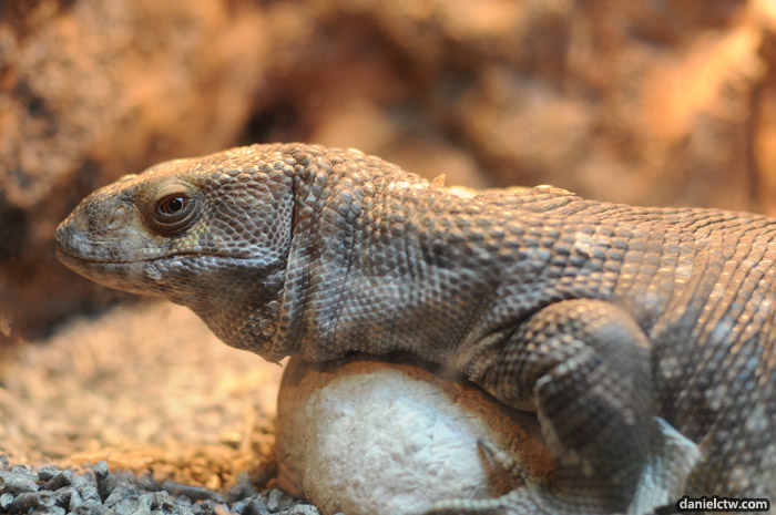 Giant Monitor Lizard Giant Monitor Lizard