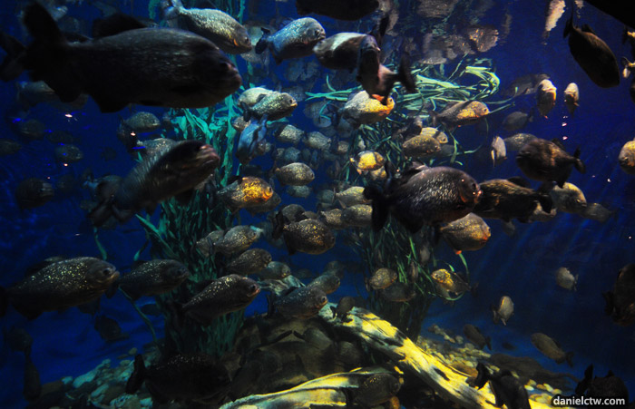 Piranha World Piranha World