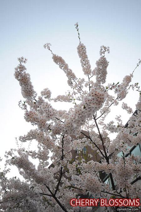 Cherry Blossoms Myeongdong Cherry Blossoms Myeongdong