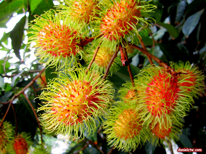 Rambutan Rambutan