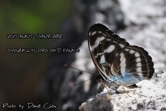 Butterfly Bukit Tabur