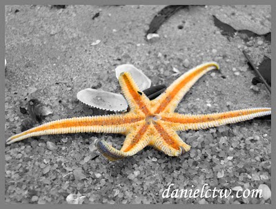 Starfish